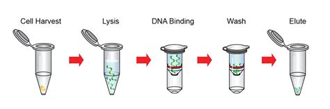 dna isolation kit|Plasmid DNA Isolation .